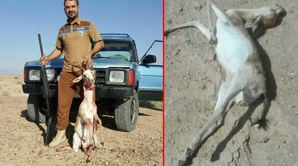  پذیرایی خونین شکارچیان عراقی از آهوهای ایرانی +عکس 
