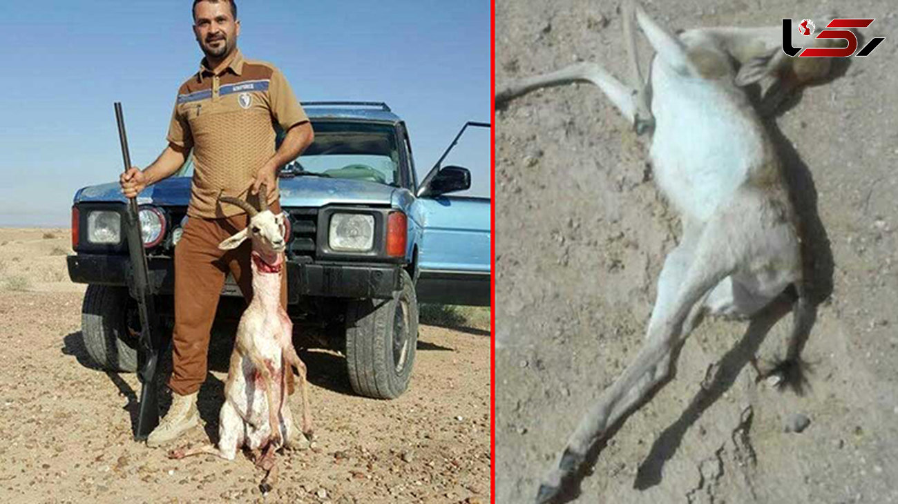  پذیرایی خونین شکارچیان عراقی از آهوهای ایرانی +عکس 