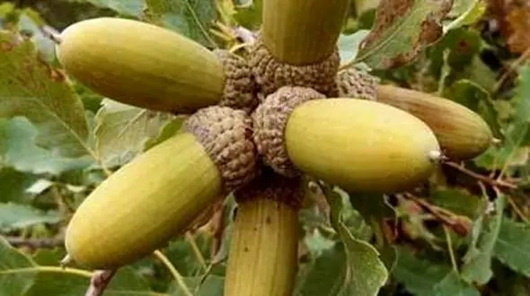 ۵۵۰ هزار هکتار از جنگل‌های بلوط استان لرستان دچار خشگیدگی شد‌‌