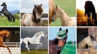 تست : کدام اسب را بیشتر دوست دارید؟  / اگر عاشق هستید انتخاب کنید !