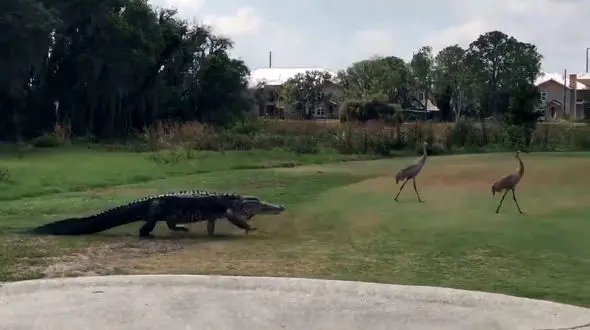 قدم زدن یک تمساح در زمین گلف! + فیلم