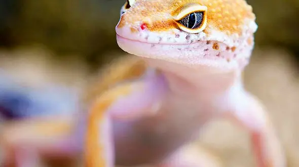 پوست اندازی مارمولک