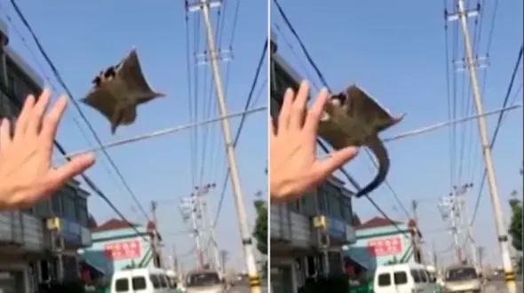 این سنجاب پرنده را ببینید + فیلم