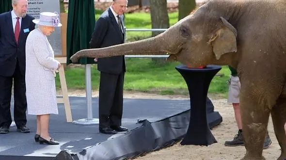 ببینید ملکه انگلیس چگونه  فیل باغ وحش را نوازش می کند؟ + فیلم