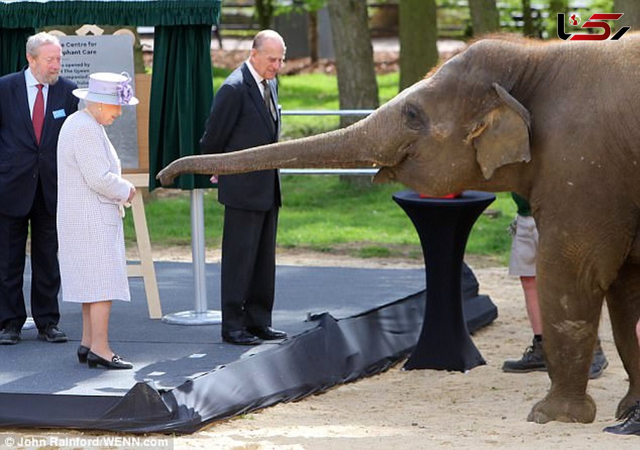 ببینید ملکه انگلیس چگونه  فیل باغ وحش را نوازش می کند؟ + فیلم
