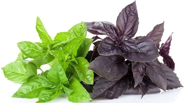 سبزی ضد دل پیچه و نفخ چیست؟