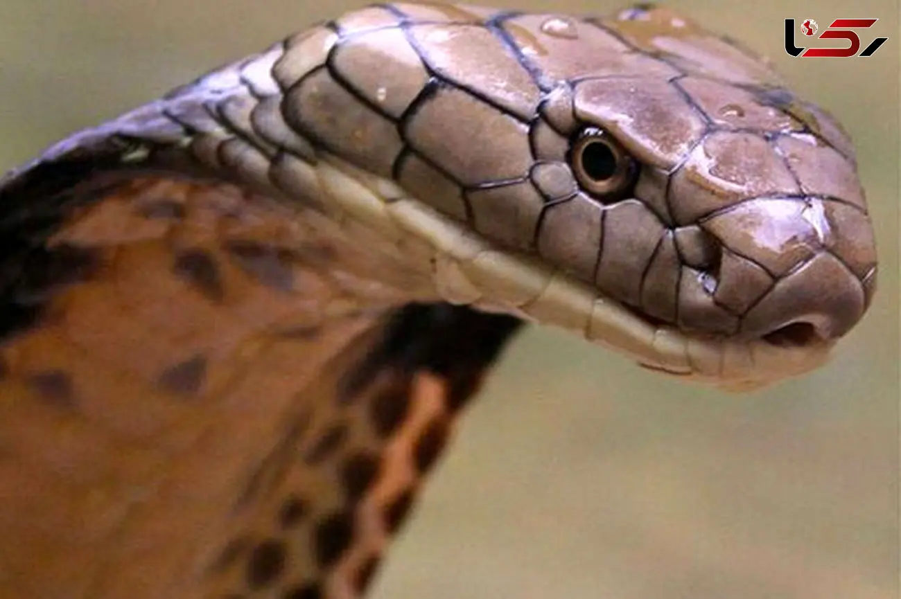 ببینید  / ویدیویی وحشتناک از مار آدم‌خوار غول‌پیکر! + فیلم شوک آور