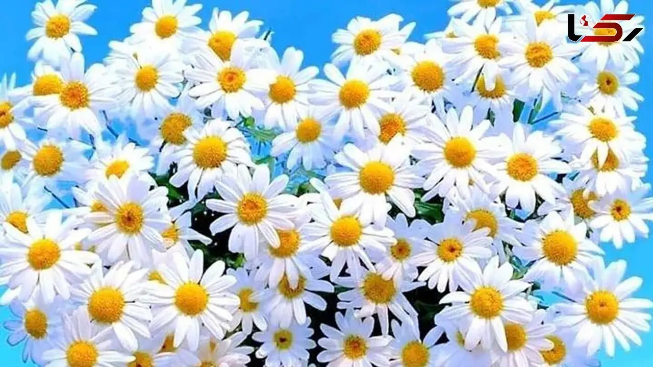 فال کائنات امروز یکشنبه + فیلم