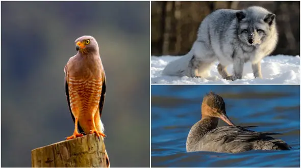 زیباترین شکار لحظه ها از حیوانات در سال 2017 +عکس 