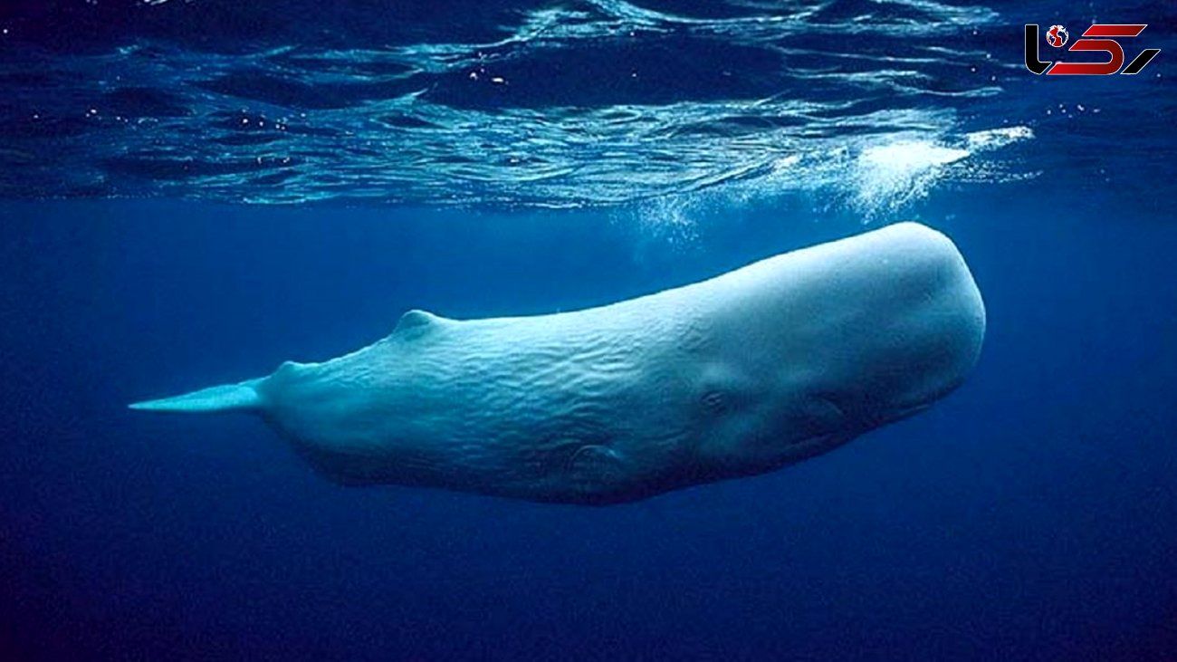 فیلم/ لحظاتی عجیب از خوابیدن نهنگ‌های غول‌پیکر در آب! 