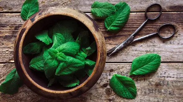 خوشبوترین سبزی ضد تهوع