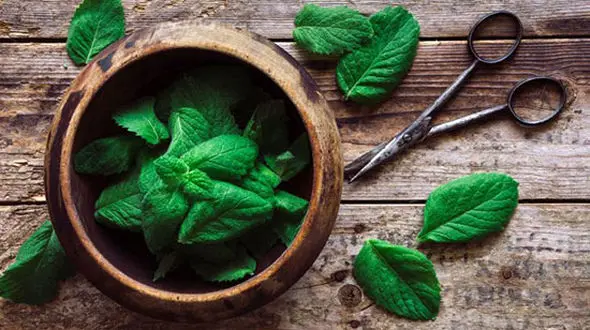 خوشبوترین سبزی ضد تهوع