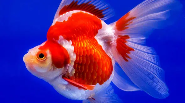 ببینید / حرکات جالب با مزه ترین ماهی در آکواریوم + فیلم