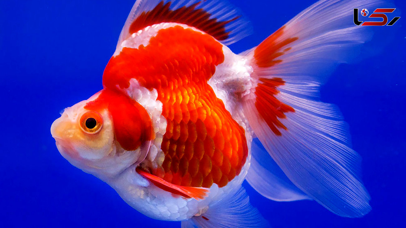 ببینید / حرکات جالب با مزه ترین ماهی در آکواریوم + فیلم