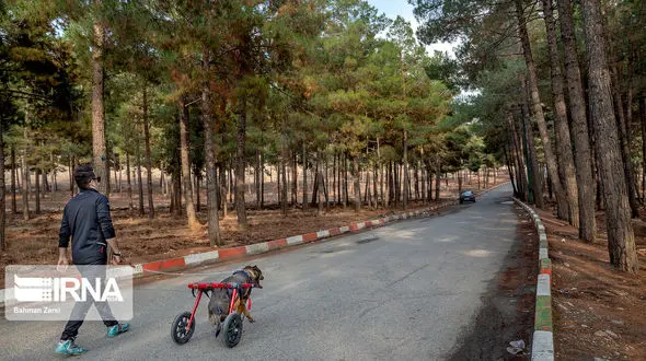 عکس های انساندوستانه از زندگی یک سگ معلول به نام قهوه ای