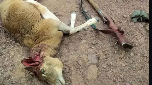 دستگیری 3 شکارچی متخلف در زیستگاه‌های آزاد بخش برزاوند اردستان