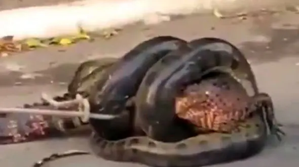 صحنه وحشتناکی که صاحب خانه را به وحشت انداخت! + فیلم