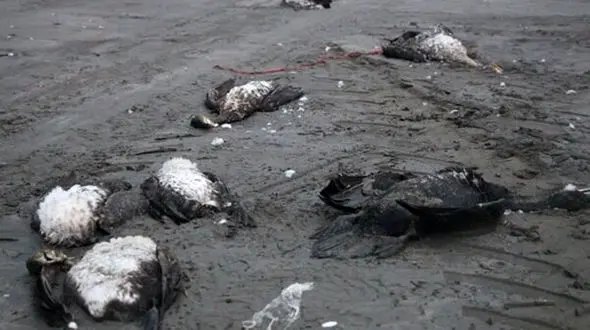 فیلمی که دل ایرانیان را به درد آورد / جنایت در ساحل دریای خزر