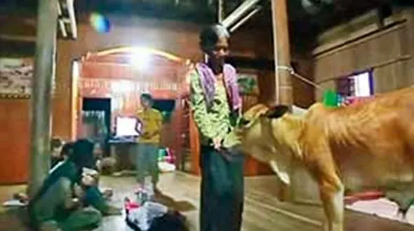 شوهری که گاو شد + عکس