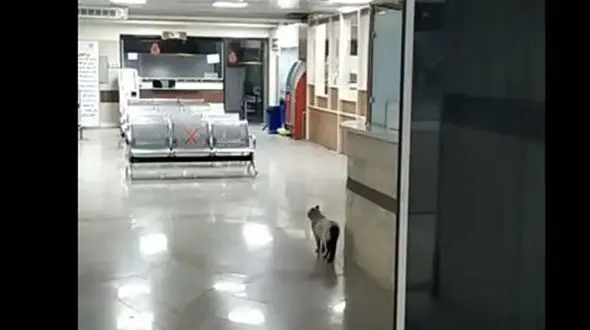 ماجرای حضور گربه در بیمارستان رفسنجان چه بود؟ + جزییات