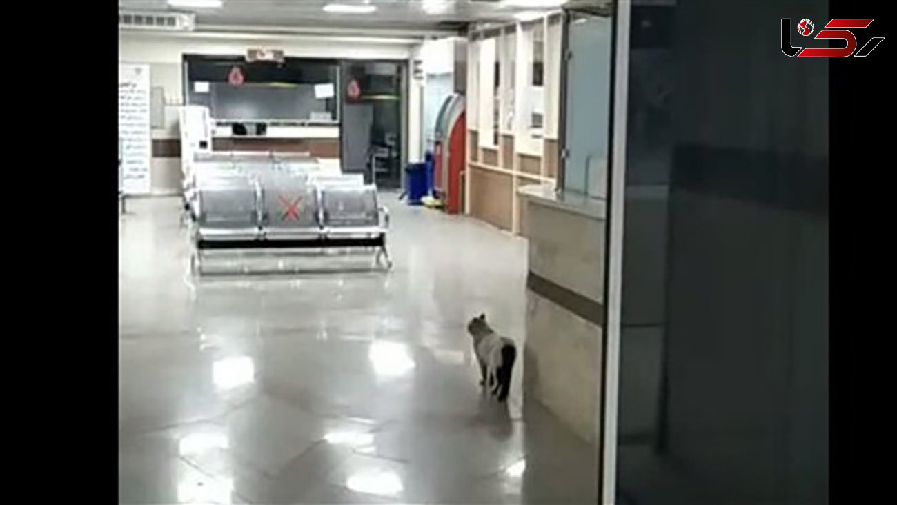 ماجرای حضور گربه در بیمارستان رفسنجان چه بود؟ + جزییات
