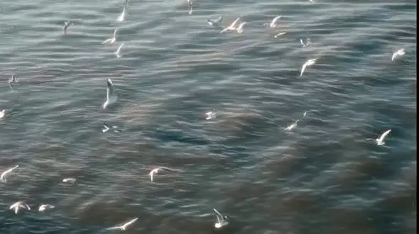 از پاییز در کوشک تا بندر انزلی