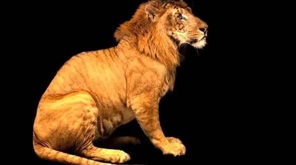 جدیدترین حیوانات دورگه؛ از شبیه‌ ترین شتر-لاما تا خاص‌ ترین اسب-گورخر