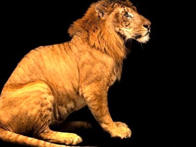 جدیدترین حیوانات دورگه؛ از شبیه‌ ترین شتر-لاما تا خاص‌ ترین اسب-گورخر