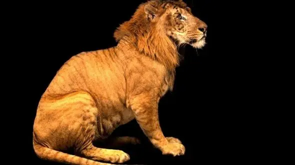 جدیدترین حیوانات دورگه؛ از شبیه‌ ترین شتر-لاما تا خاص‌ ترین اسب-گورخر