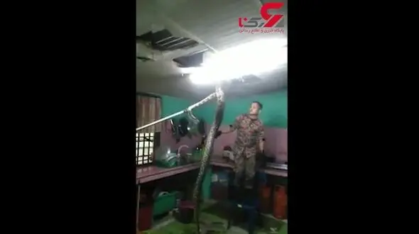 سقوط هولناک مار پیتون از سقف آشپزخانه + فیلم / مالزی