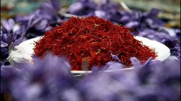 مرگ تدریجی طلای سرخ ایرانی