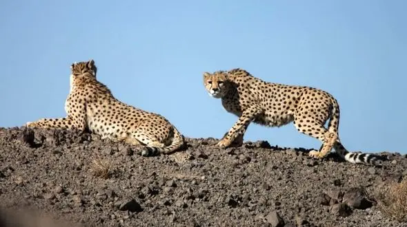 فنس‌ کشی محور میامی - سبزوار جهت افزایش ایمنی کاربران و حفاظت از یوزپلنگ ایرانی