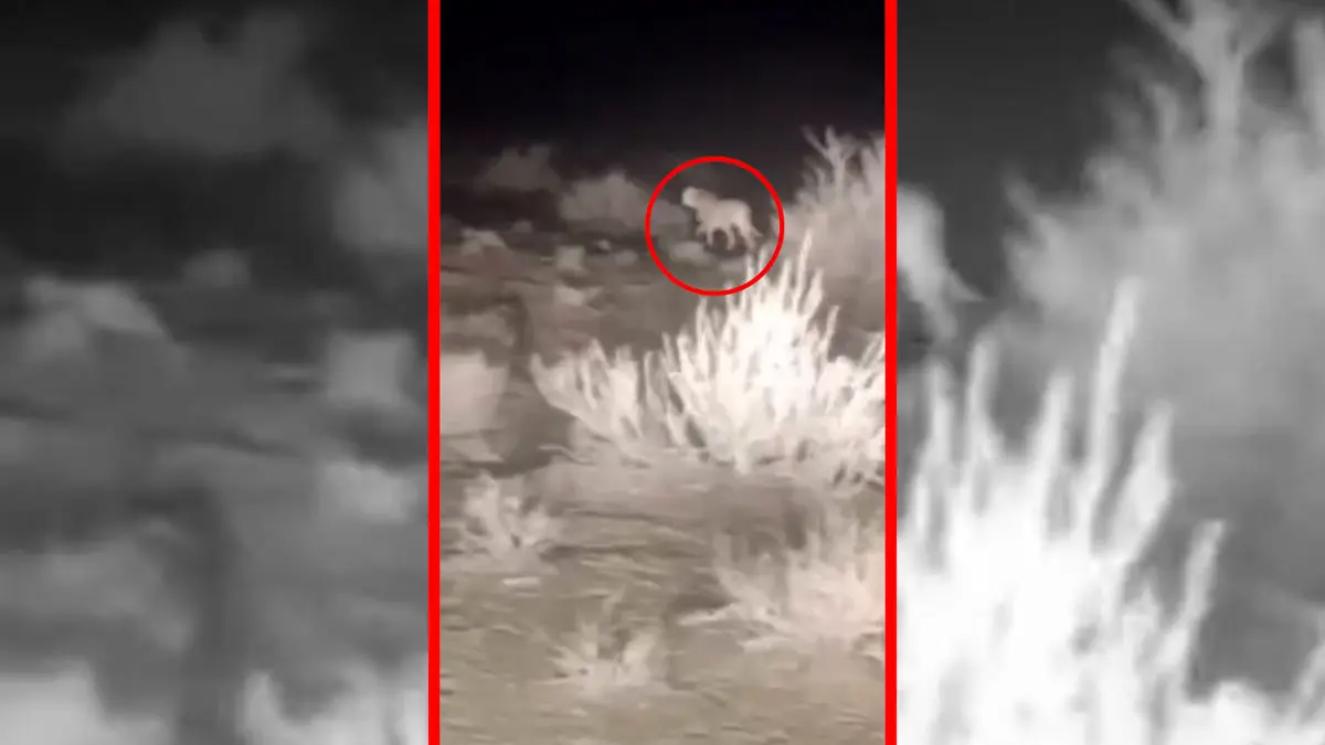 فیلم مشاهده ۲ یوزپلنگ آسیایی در توران شاهرود