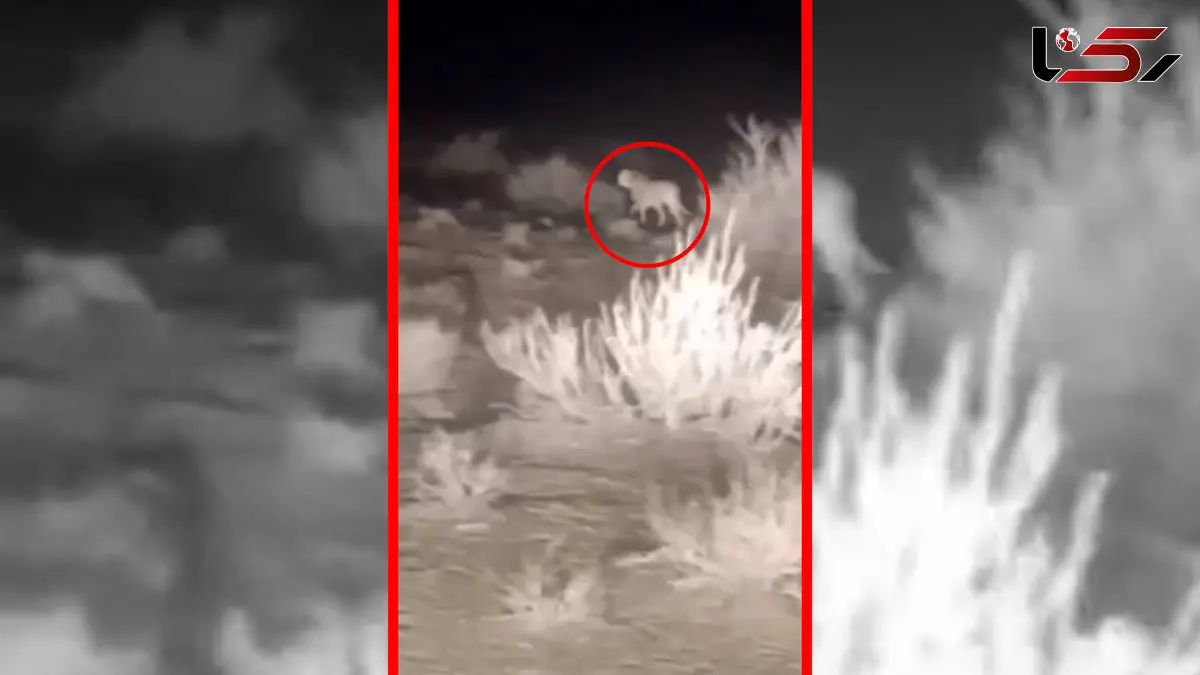 فیلم مشاهده ۲ یوزپلنگ آسیایی در توران شاهرود