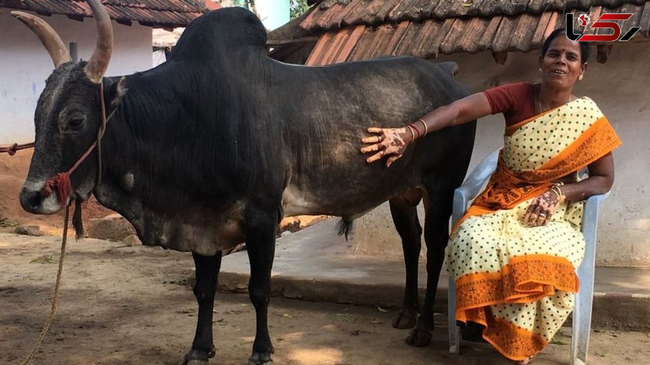 ازدواج عجیب یک زن با گاو مشهور و ثروتمند + عکس