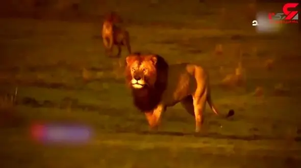 کشتن ملکه کفتارها توسط سلطان جنگل /  او نشست تا بچه اش نجات یابد + فیلم