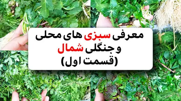 اسم و کاربرد سبزی های شمال + فیلم 