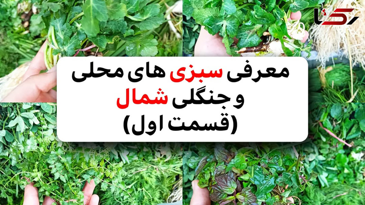 اسم و کاربرد سبزی های شمال + فیلم 