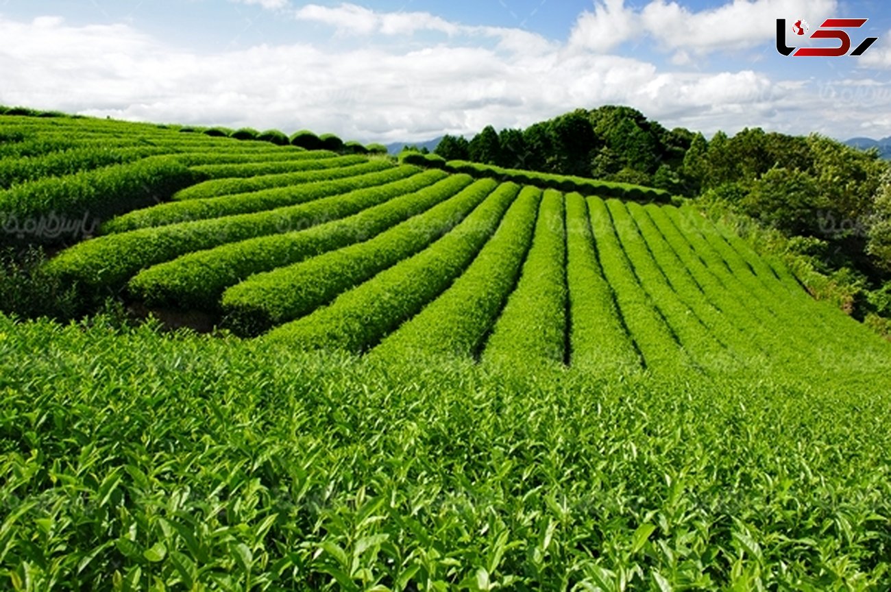اختصاص تسهیلات ۷۵ میلیارد تومانی برای اصلاح و نوسازی باغات چای در گیلان
