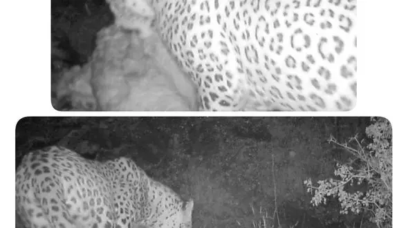 مشاهده و ثبت پلنگ ایرانی برای دومین بار در دهلران
