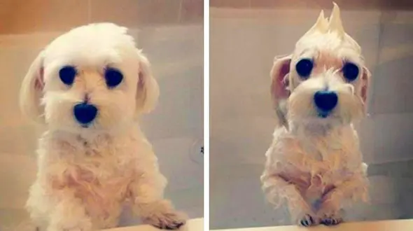 مجموعه ای از تصاویر واکنش جالب سگ ها در موقعیت های مختلف