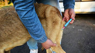 تهران حدود 6 هزار سگ بی صاحب دارد / این سگ ها واکسینه و عقیم می شوند