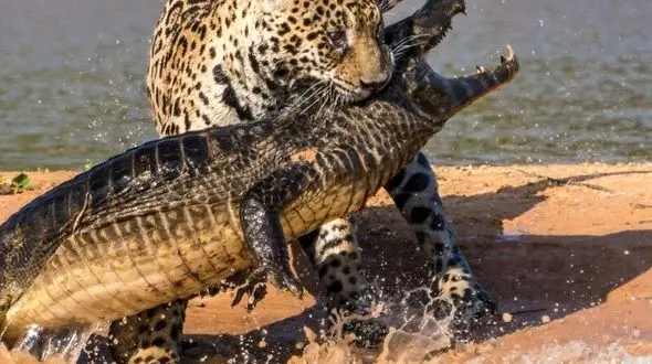 از شکار شدن تمساح توسط جگوار تا شکار اردک توسط شاهین