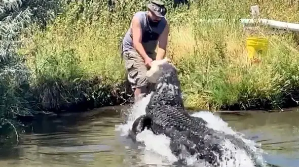این کارمند پارک طعمه تمساح نشد + فیلم