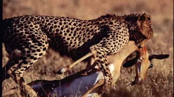 قاتلان بلفطره حیات وحش را بشناسید +عکس 