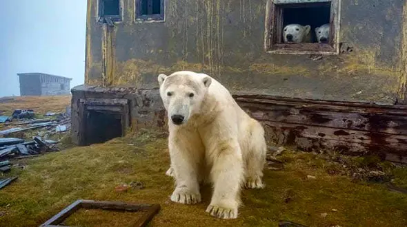 ساختمان متروکه، سرپناه ناگزیر خرس‌های قطبی در برابر تغییر اقلیم