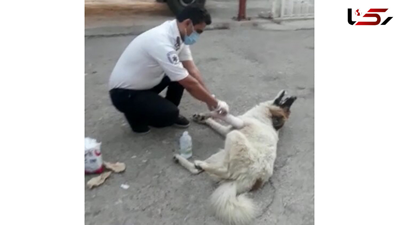 عکس از پناه بردن سگ دست شکسته به اورژانس جاده ای باشت + فیلم