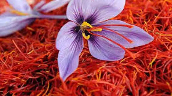 کشت زعفران بدون خاک! + فیلم 