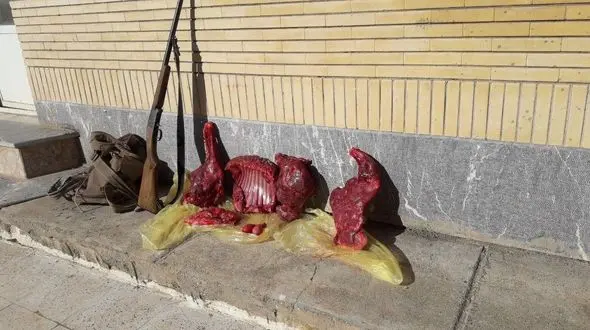 دستگیری 2 شکارچی کل وحشی در مشهد