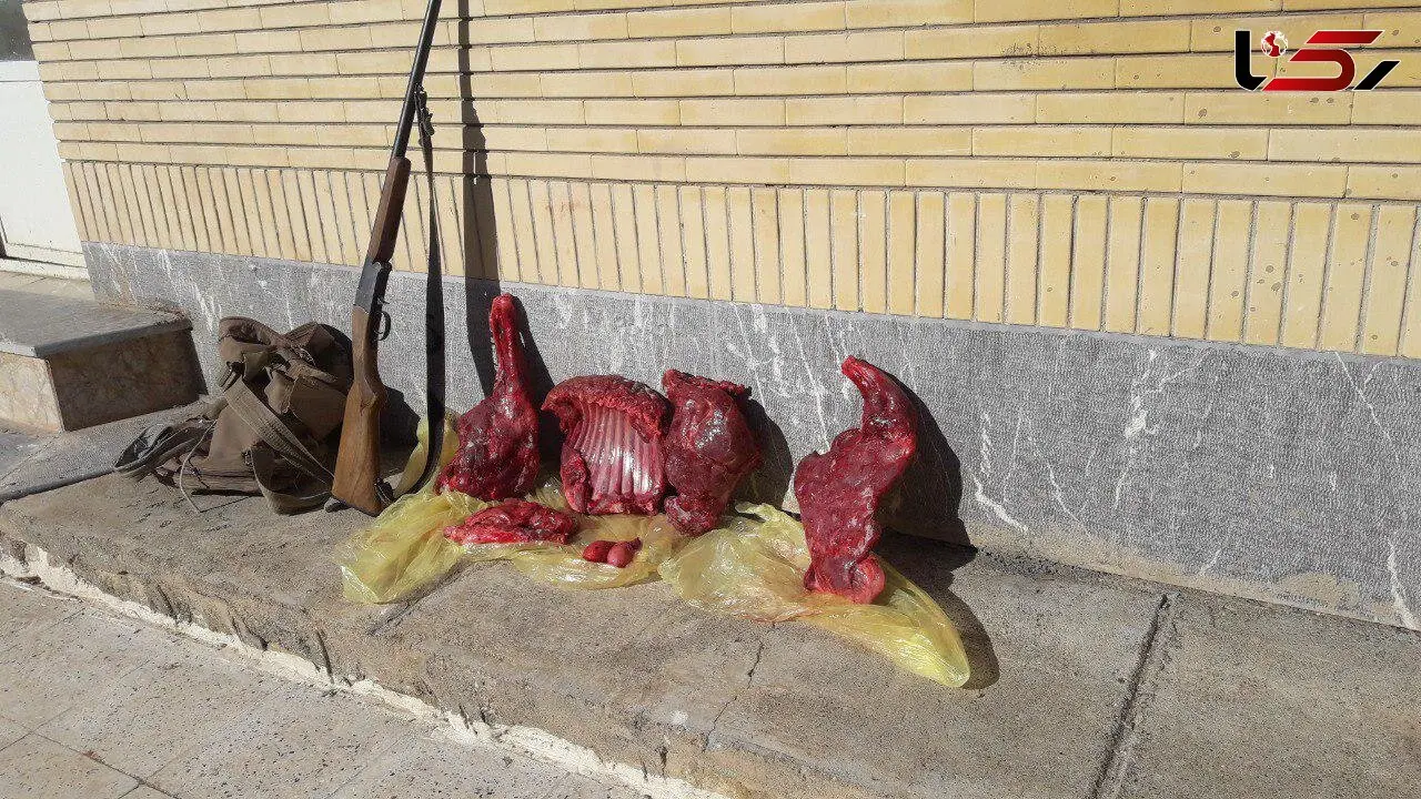 دستگیری 2 شکارچی کل وحشی در مشهد